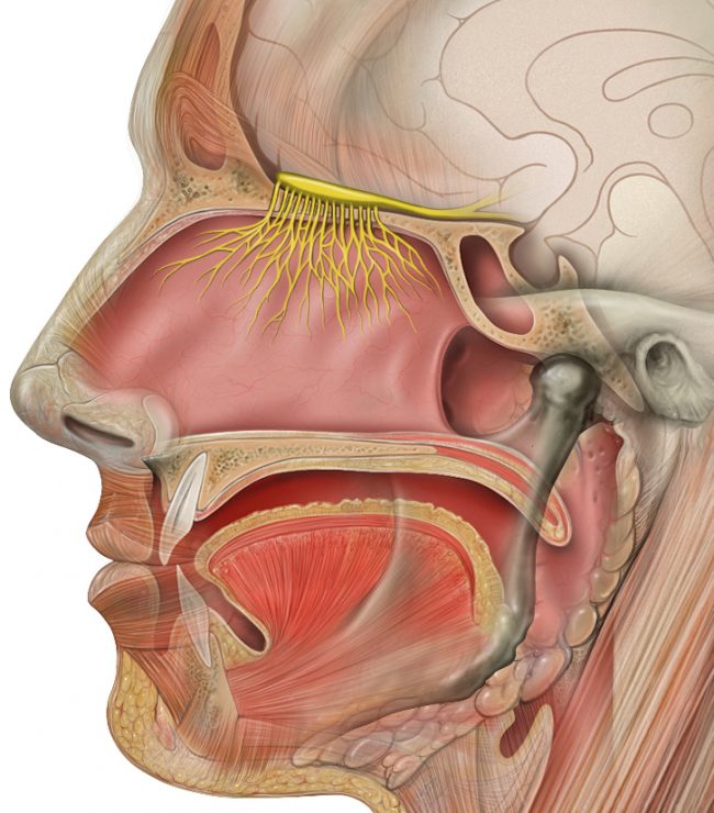Anatomy of the nasal cavity 